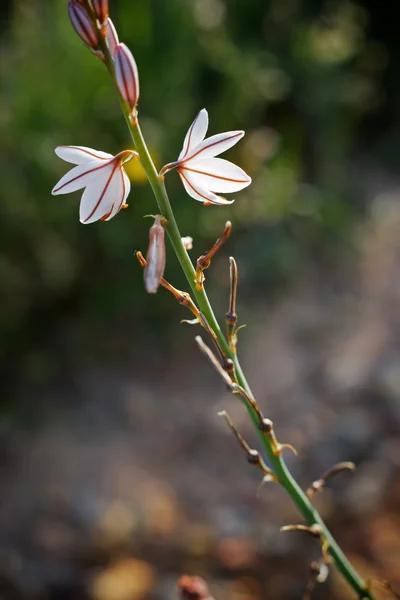 Flor selvagem — Fotografia de Stock