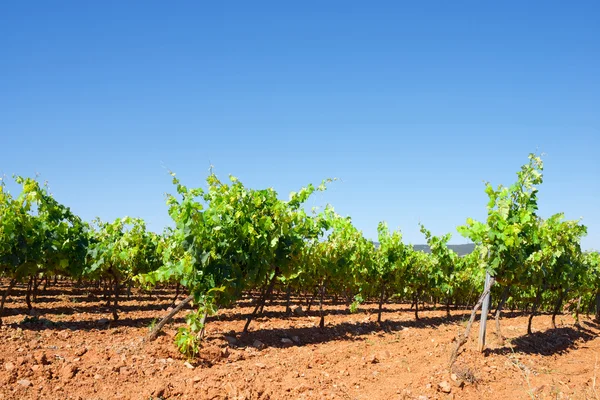 Vineyard in Spain — Stock Photo, Image