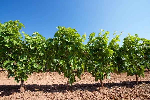 Vignoble en Espagne — Photo