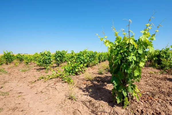 Vineyard in Spain — Stock Photo, Image