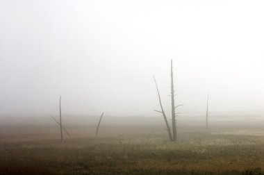 Yellowstone Milli Parkı