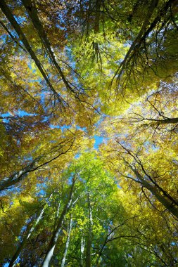 Kayın orman Manzaralı