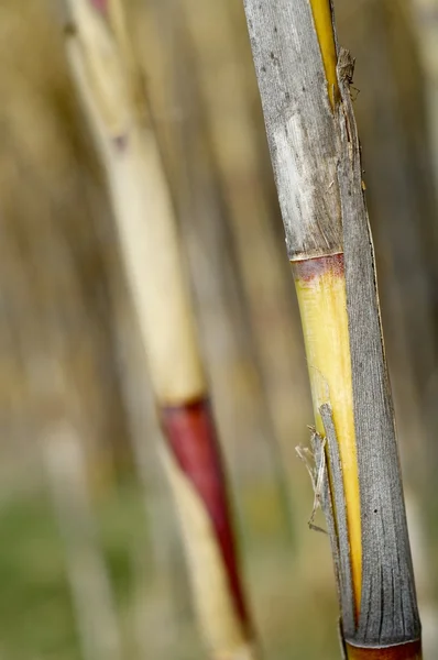 Reeds close up — Stock Photo, Image
