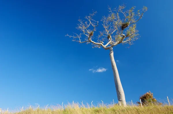 Ceiba pentandra v Kubě — Stock fotografie