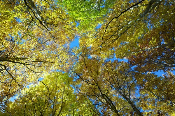 Vista da floresta de faia — Fotografia de Stock