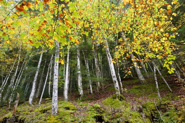 Nationaalpark Ordesa — Stockfoto