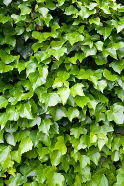 Ivy arka plan görünümü