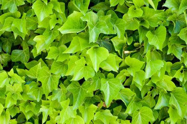 Ivy arka plan görünümü