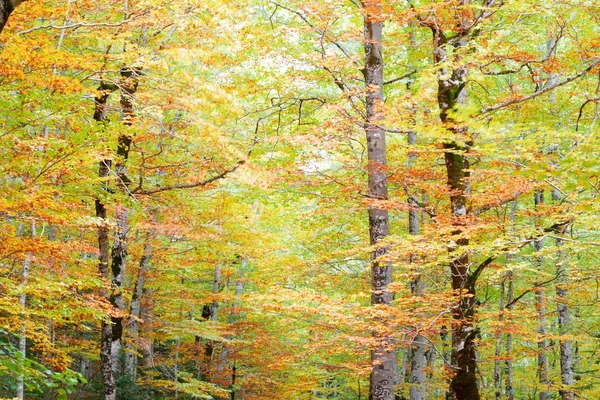 Ordesa Milli Parkı — Stok fotoğraf