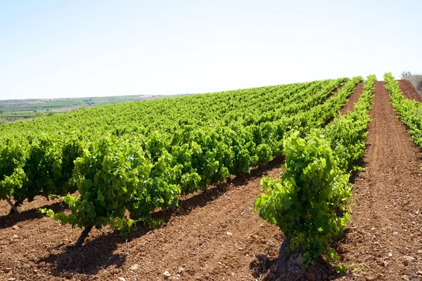 Vineyard in Spain — Stock Photo, Image