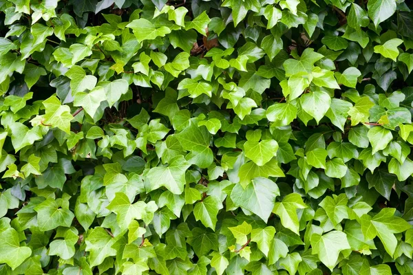 Ivy achtergrond weergave — Stockfoto