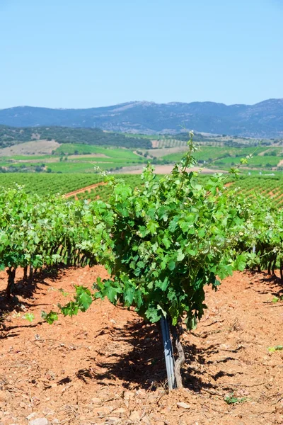 Vineyard in Spain — Stock Photo, Image