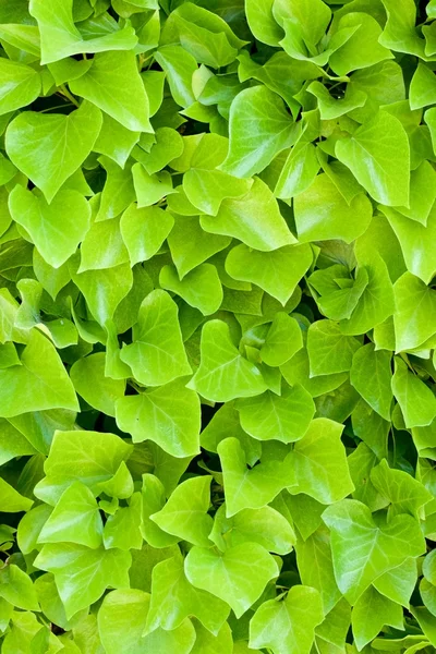 Ivy vista de fundo — Fotografia de Stock