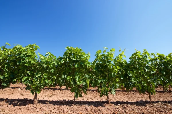 Vineyard in Spain Royalty Free Stock Images