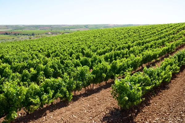 Weinberg in Spanien — Stockfoto