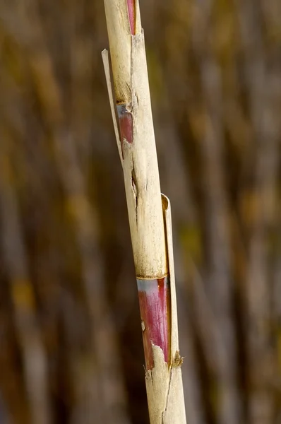 Reeds close up — Stock Photo, Image