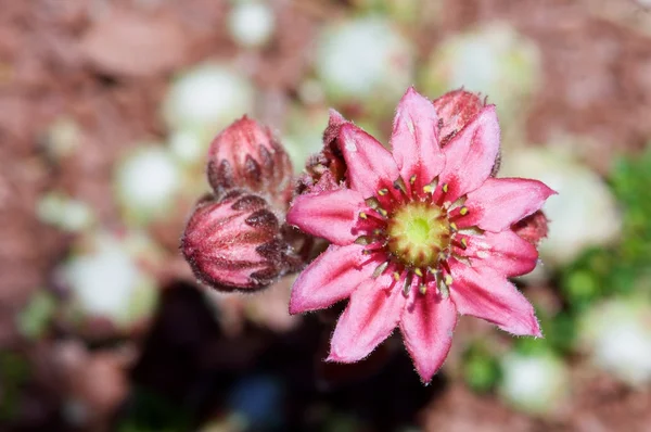 Sempervivum montanum Ansicht — Stockfoto