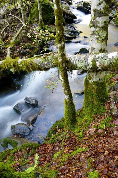 Bach in den Pyrenäen — Stockfoto