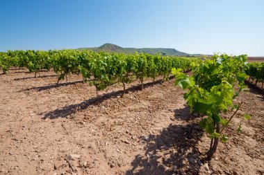 Vineyard İspanya