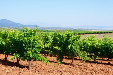 Vineyard İspanya
