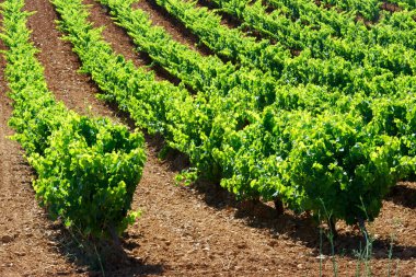 Vineyard İspanya