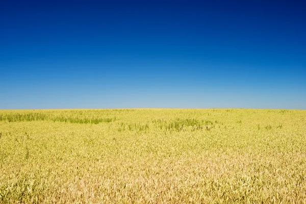 Getreidefeld in Spanien — Stockfoto