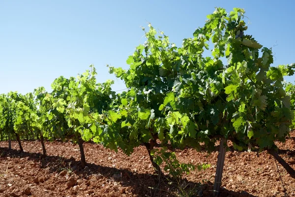 Vingård i Spanien — Stockfoto