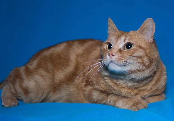 Gato de mármore vermelho — Fotografia de Stock