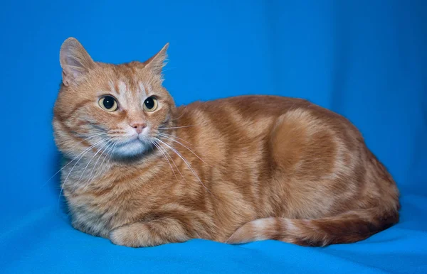 Gato vermelho deitado — Fotografia de Stock