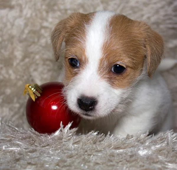 Chiot de Jack Russel Terrier avec une boule de Noël — Photo