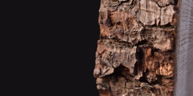 izole ağaç kabuğu siyah arkaplanda