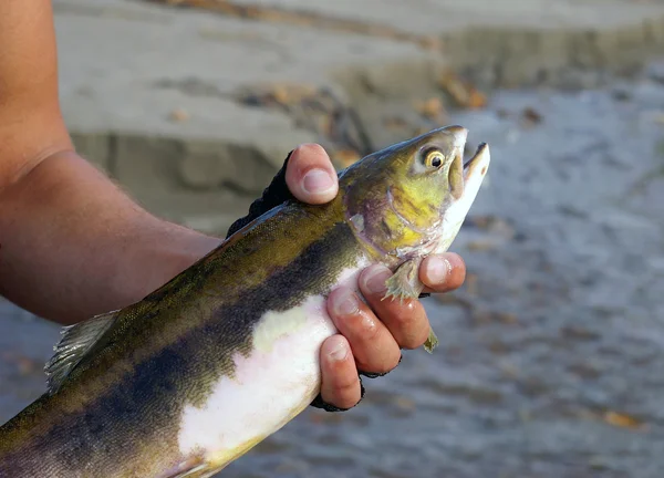 Fischlachs in der Hand — Stockfoto