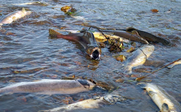産卵で川で魚のサケ — ストック写真