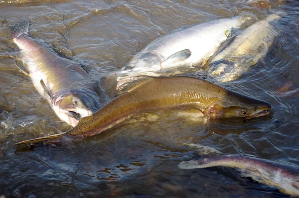 Fischlachs in der Hand — Stockfoto