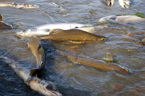 Fischlachse im Fluss beim Laichen — Stockfoto