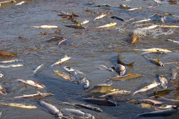 Salmão de peixe no rio na desova — Fotografia de Stock