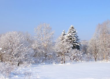 Snow-Clad ağacı
