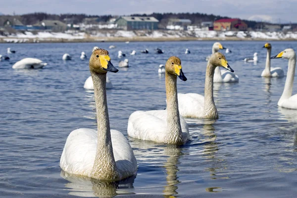 Young whooper swan — Stock Photo, Image