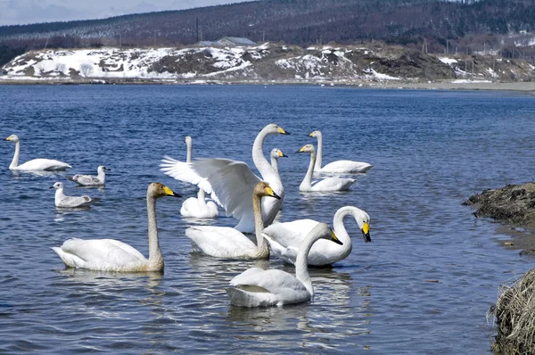 White whooper swan — Stock Photo, Image