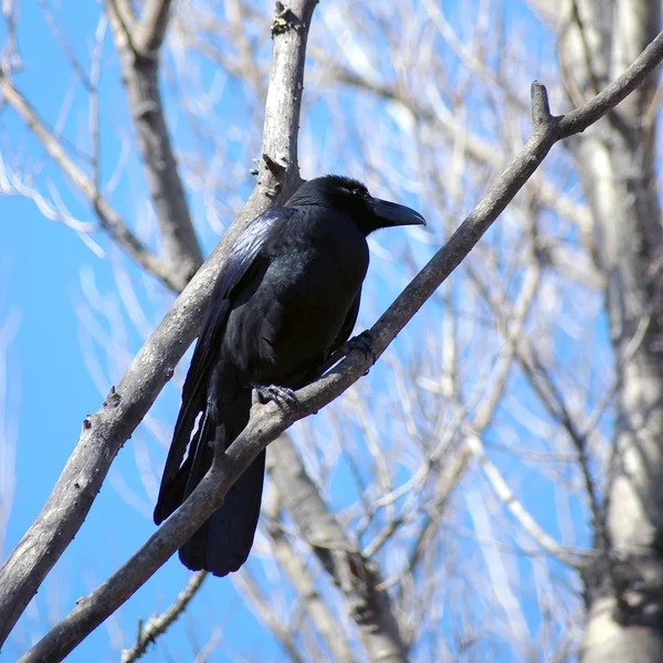 黑乌鸦的鸟 — 图库照片