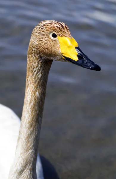 Junger Singschwan — Stockfoto