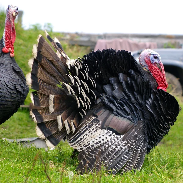 The Birds turkey — Stock Photo, Image