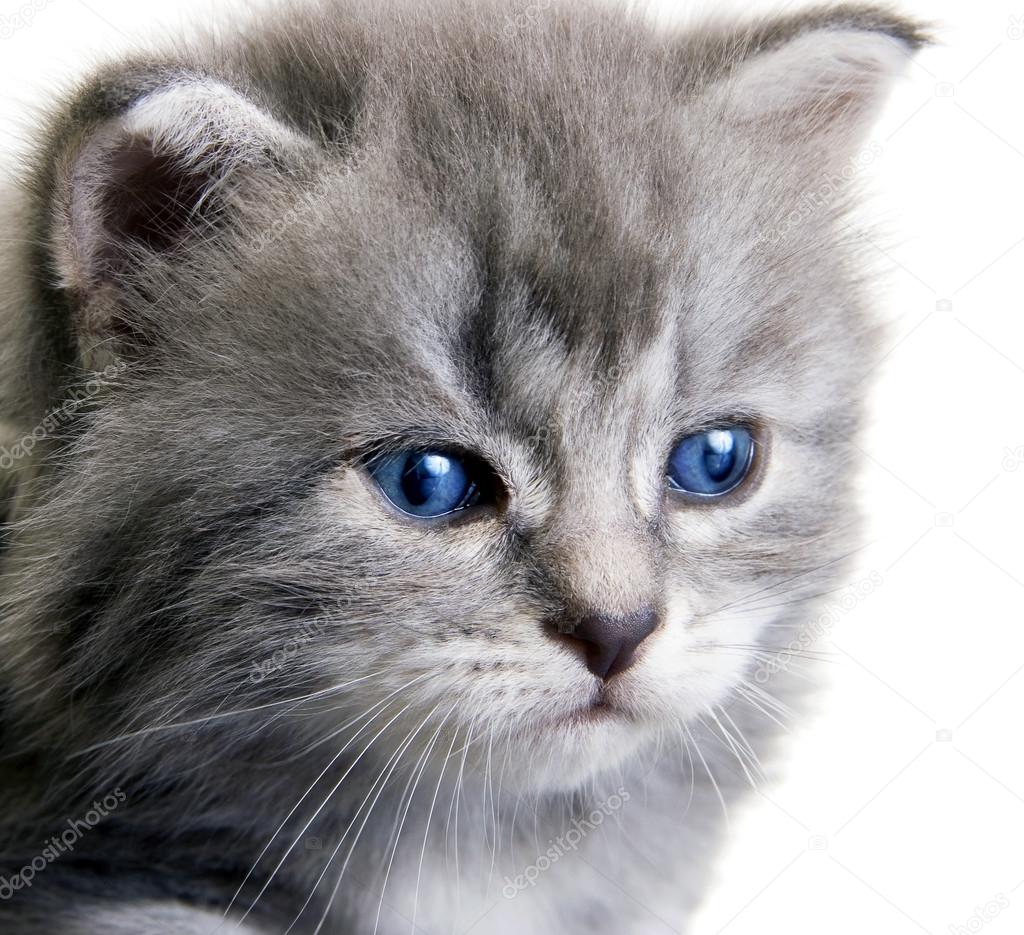 Chaton Aux Yeux Bleus Foncés Photographie Redtc 99616282