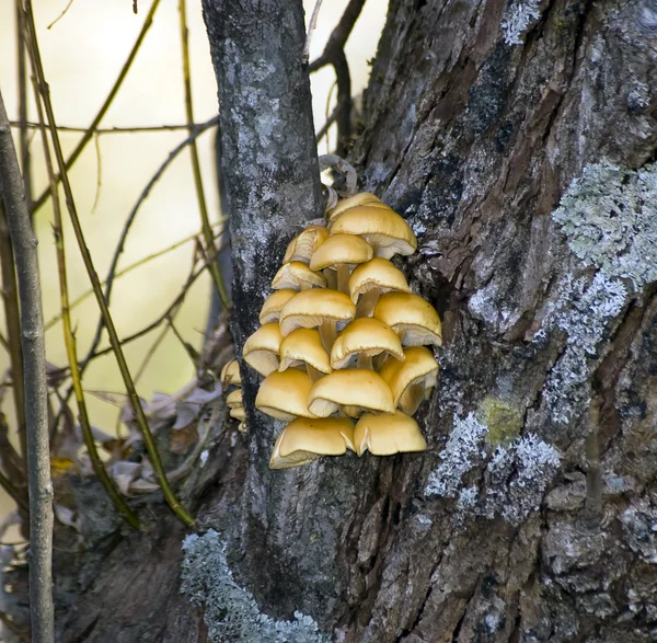 Miele agarico inverno — Foto Stock