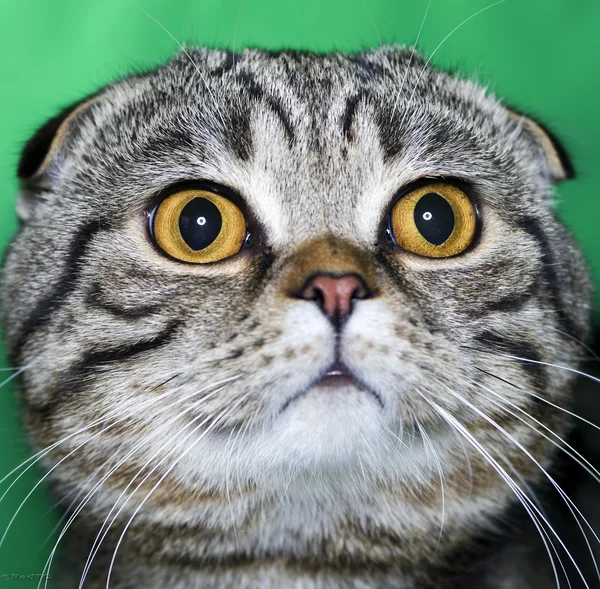 Кошачий шотландский кот — стоковое фото