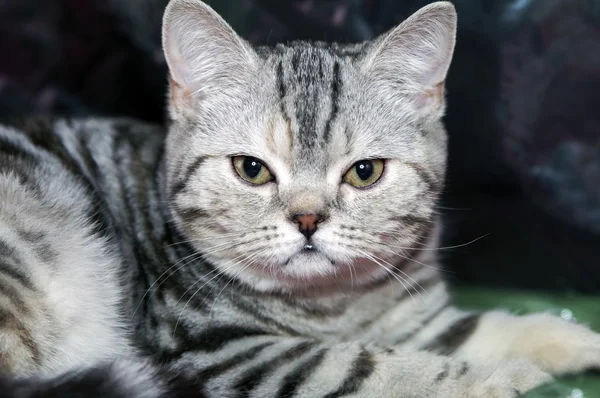 Cat Scottish Straight stripy — Stock Photo, Image