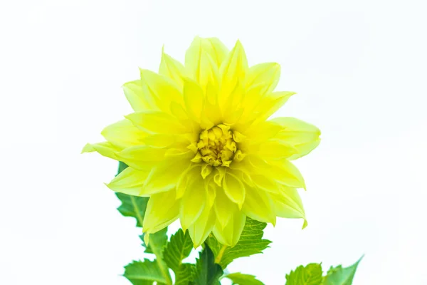 Luz Dia Flor Com Botão Amarelo Dahlia Close — Fotografia de Stock