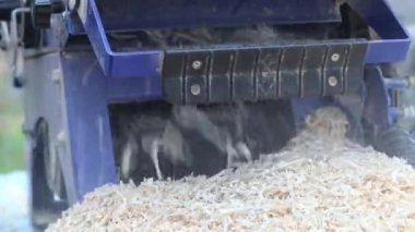 Gün ışığı. Tahta testeresi makinesi. Talaşlar ve talaşlar özel bir delikten atılır. Yakın plan..