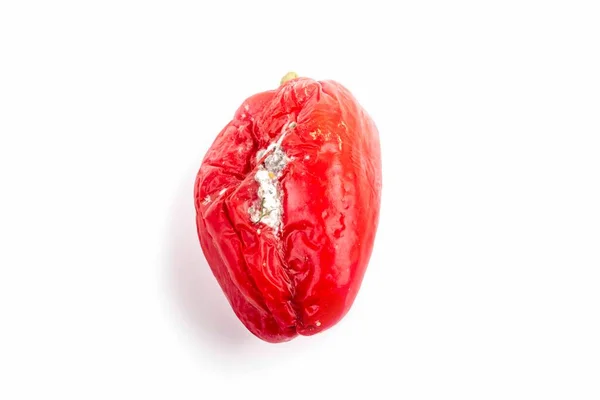 Iluminación Estudio Pimiento Rojo Cubierto Con Moho Podrido Deteriorado — Foto de Stock