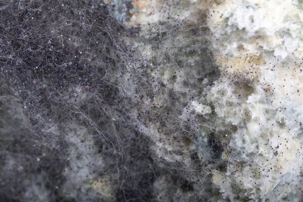 Studio lighting. a piece of white bread on a white background. Moldy. Macro photography. Close-up. Soft focus